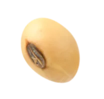 Seed Image 2