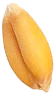 Seed Image