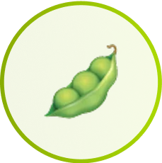 soy