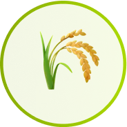 wheat
