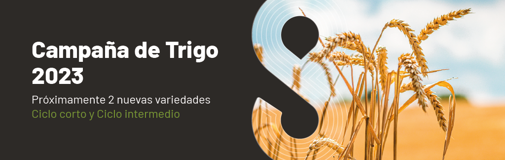 Trigo-01